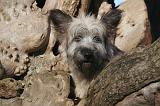 SKYE TERRIER 061